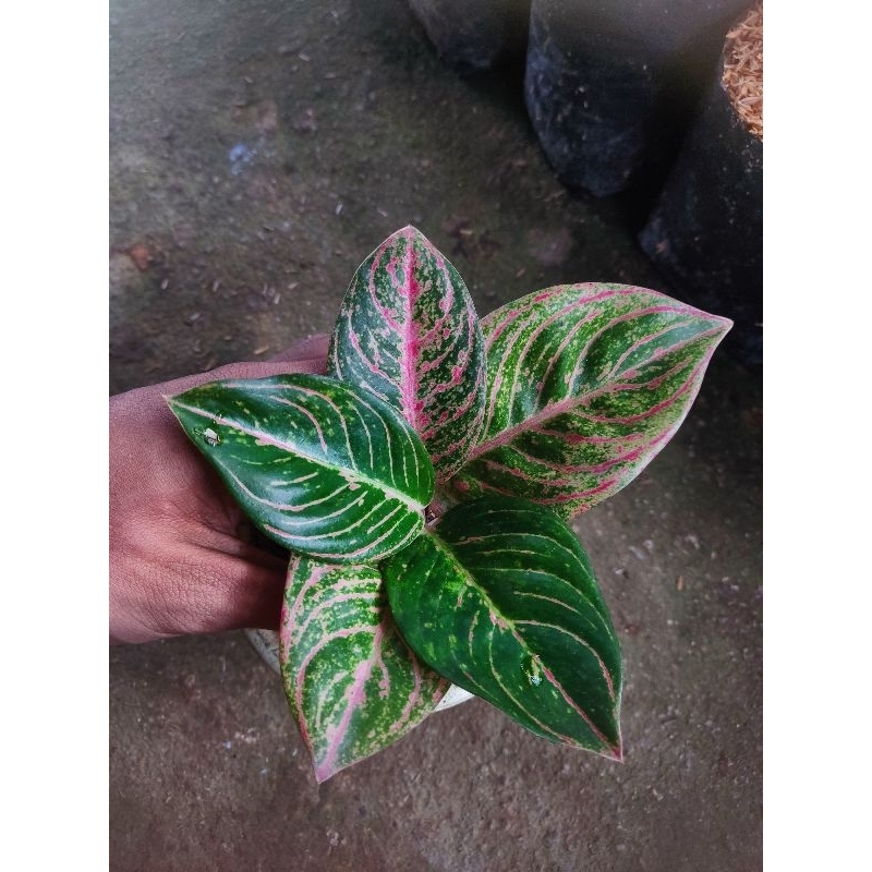 paket 2 Aglonema tanian lokal asri merah dan goliat