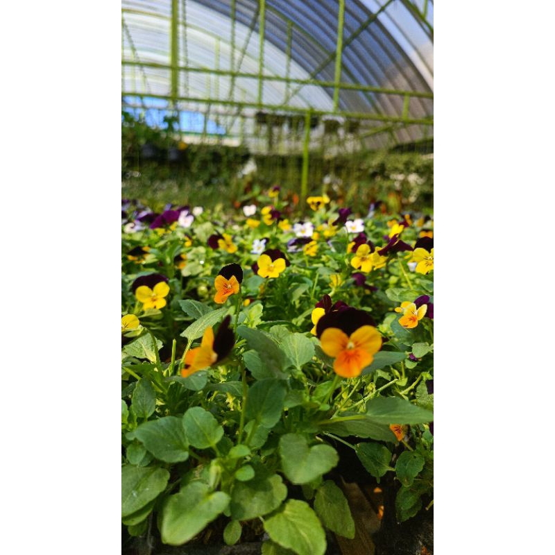 

Viola Edible Flower isi 20