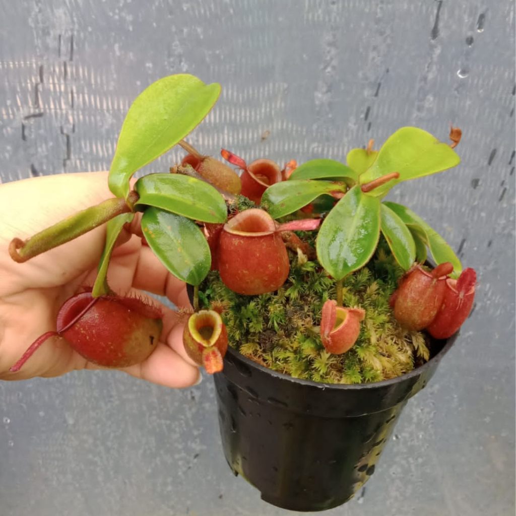 Kantong Semar Nepenthes Ampullaria Red Tanaman carnivora