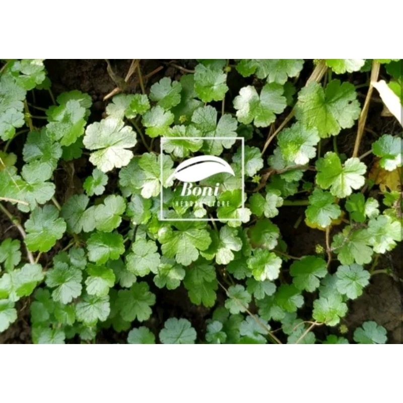 

DAUN ANTANAN KECIL ORIGINAL PETIKAN GUNUNG OBAT ASAM URAT