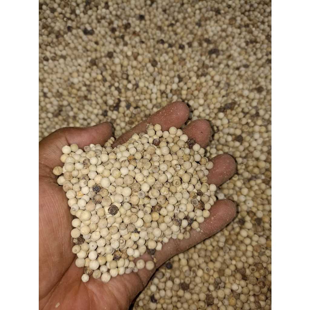 

LADA PUTIH KERING 1KG