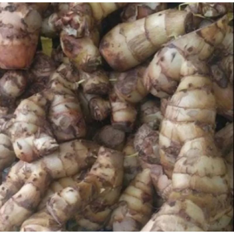 

Umbi ganjol segar 1kg
