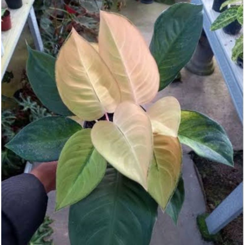 Aglonema Kochin Tanaman Hias Aglaonema Kochin Sunrise