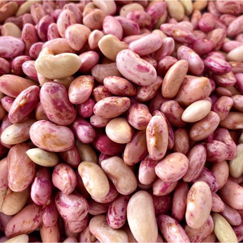 

kacang merah / kacang merah sayur