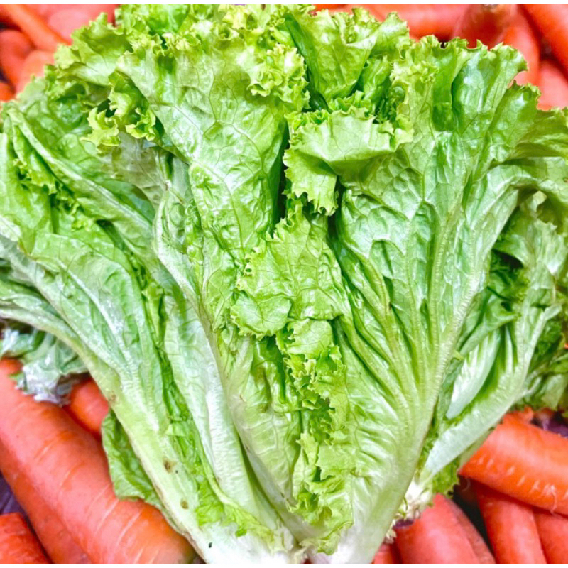 

selada / selada bokor / saladah