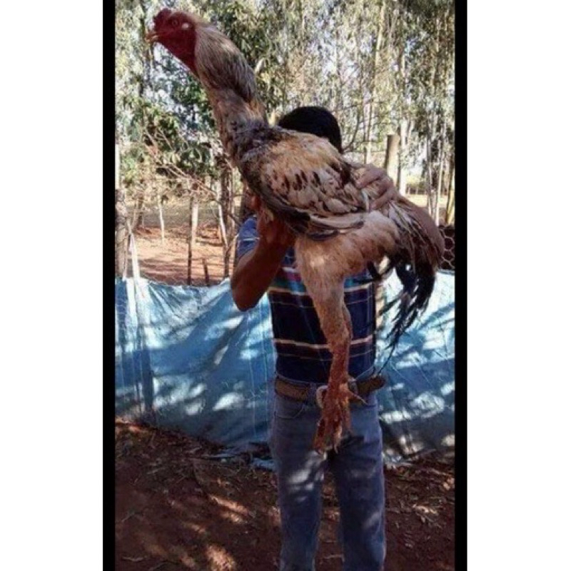 

TELUR AYAM GORILA KINGKONG UNGGUL BALITBANGTAN JUMBO BESAR UNTUK DI TETASKAN