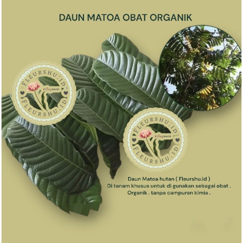 

daun matoa segar - obat herbal batu ginjal , empedu , diabetes 50 lembar.