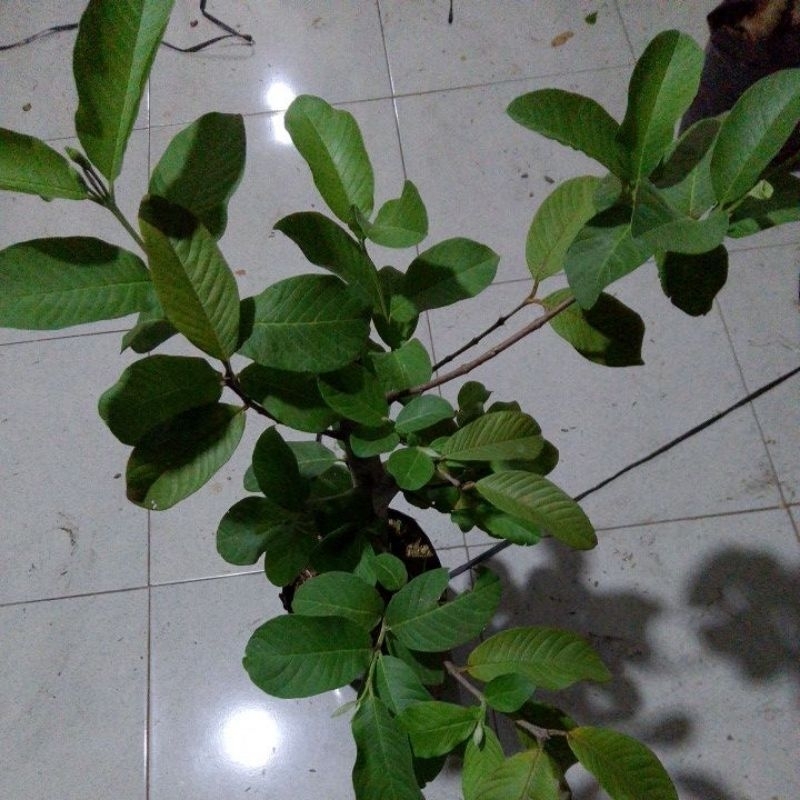 Bibit Jambu Biji Chegua Cangkok berbuah