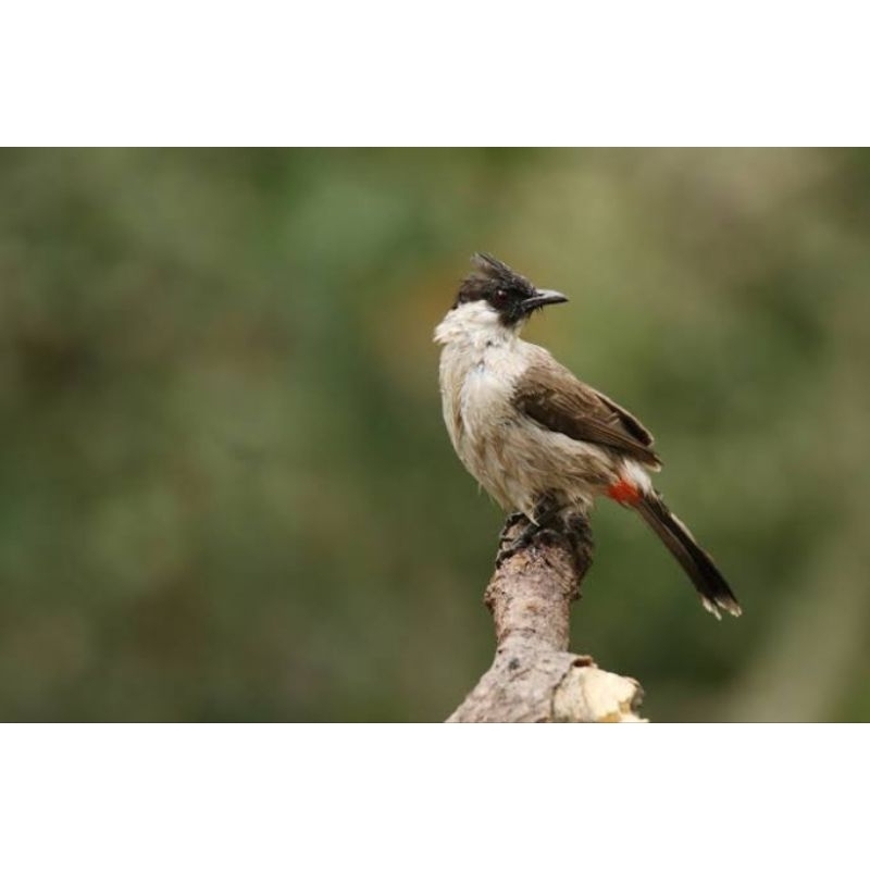 YNY ACC - KUTILANG JANTAN PILIHAN PURTOTAL