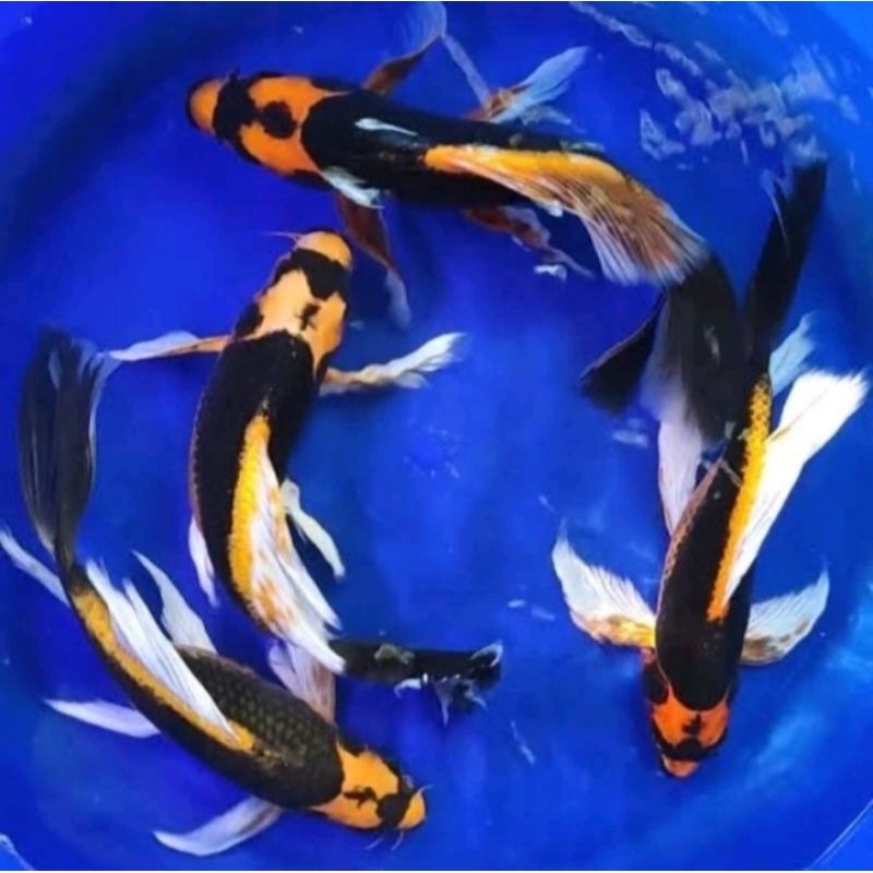 

paket 6 ekor koi kabuto slayer grade A+