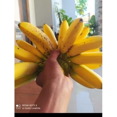 

pisang emas kirana asli 1 sisir//pisang emas asli/ pisang emas kirana/ pisang emas 1 sisir