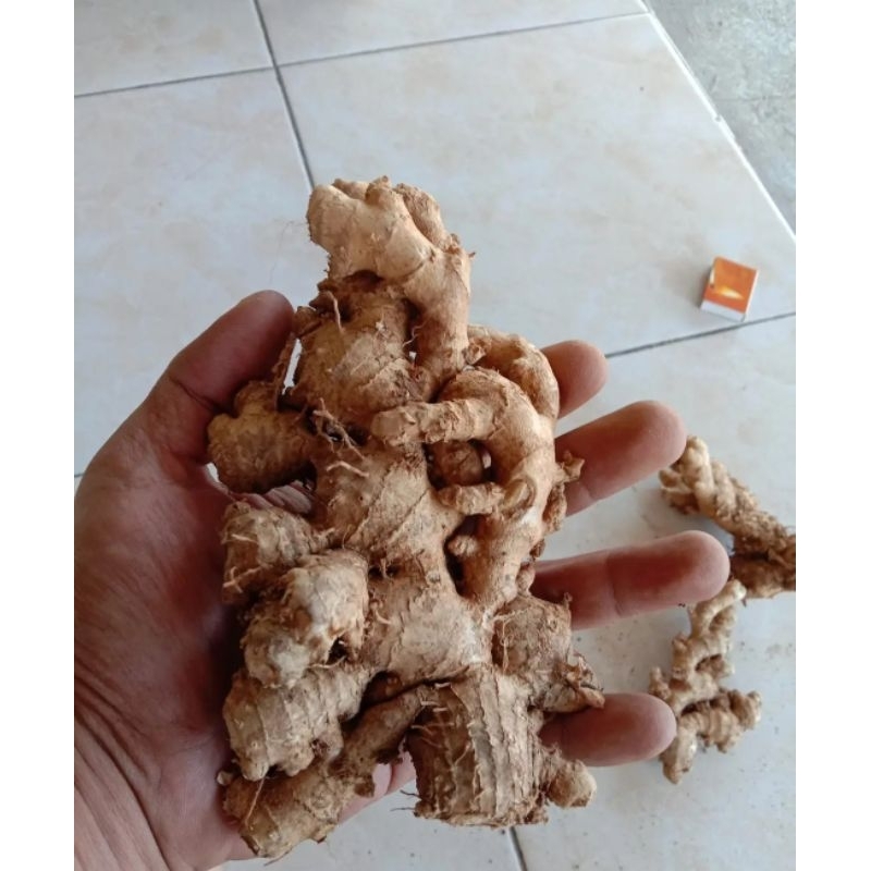 

Jahe gajah kualitas super 1 kg