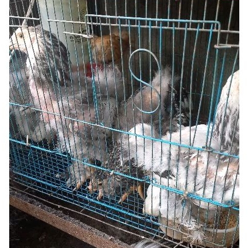 ANAKAN AYAM BRAHMA Unggas Hias Anak Ternak Rawatan Hewan Peliharaan