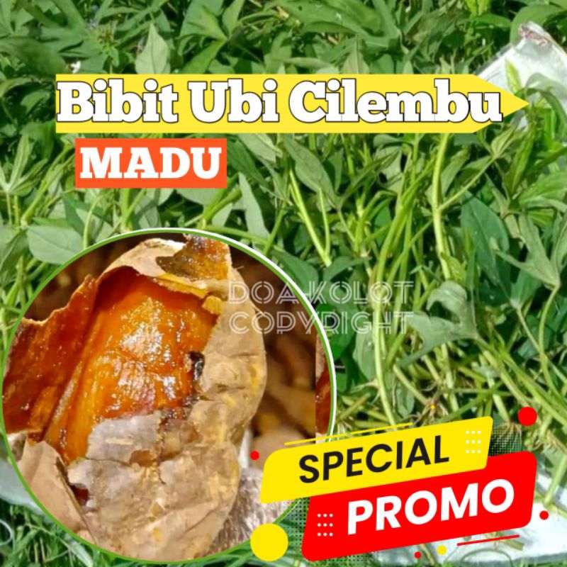 Bibit Ubi Cilembu Madu Asli Umbi Cilembu
