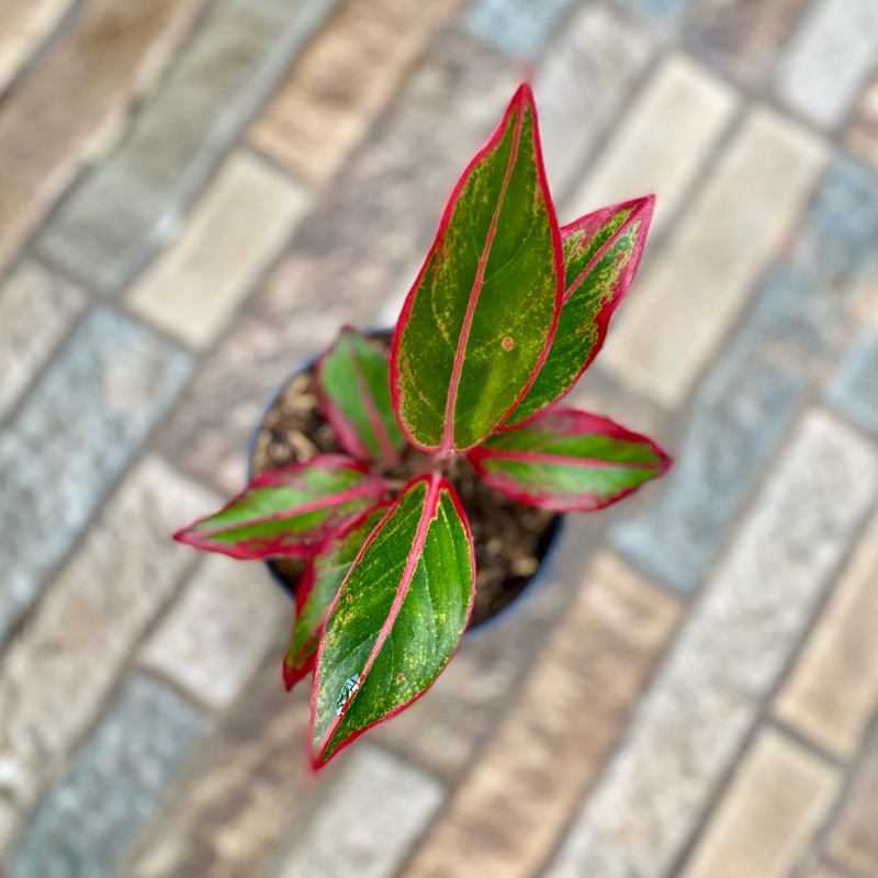 Aglaonema siam aurora mutasi