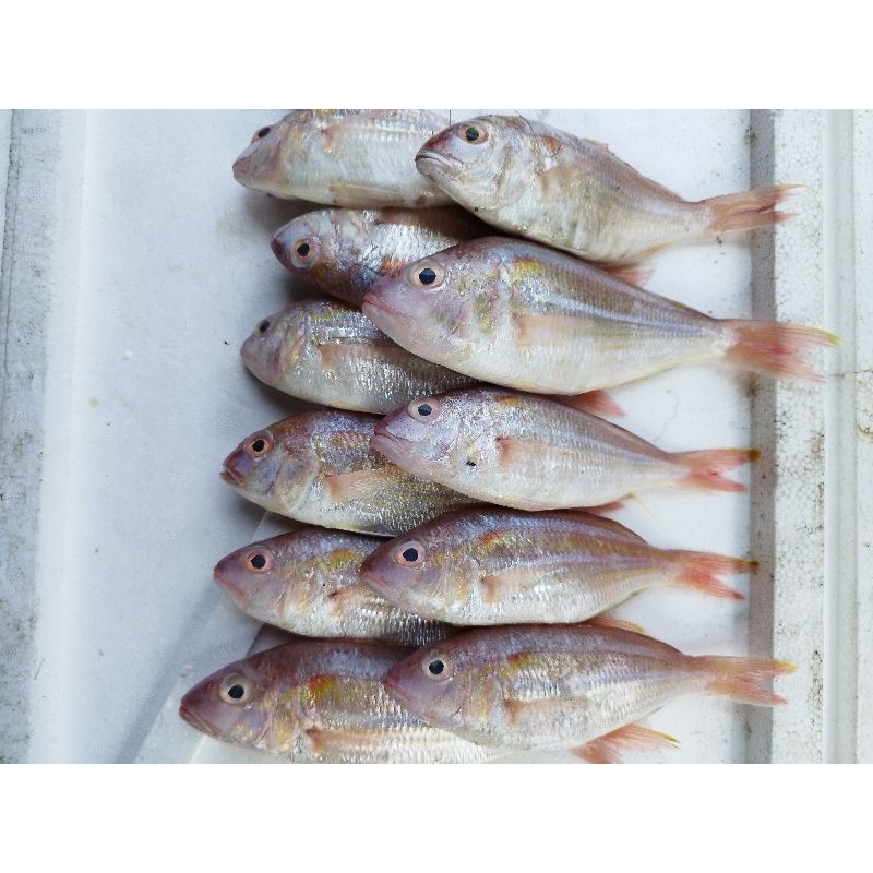 

Ikan terisih freesh dan segar 1kg