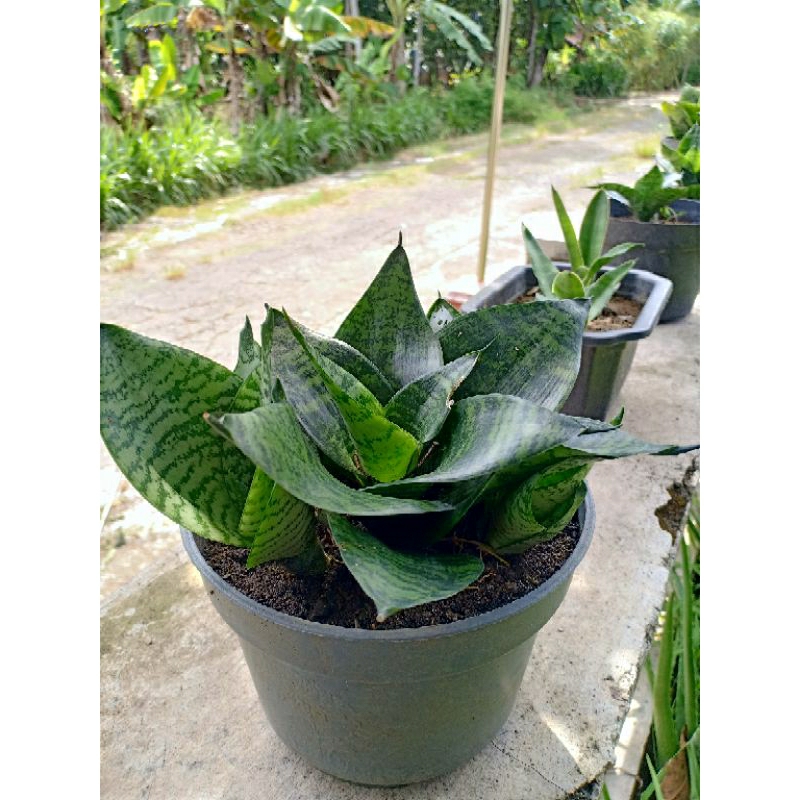 Tanaman Sanseviera kodok/Lidah mertua mini