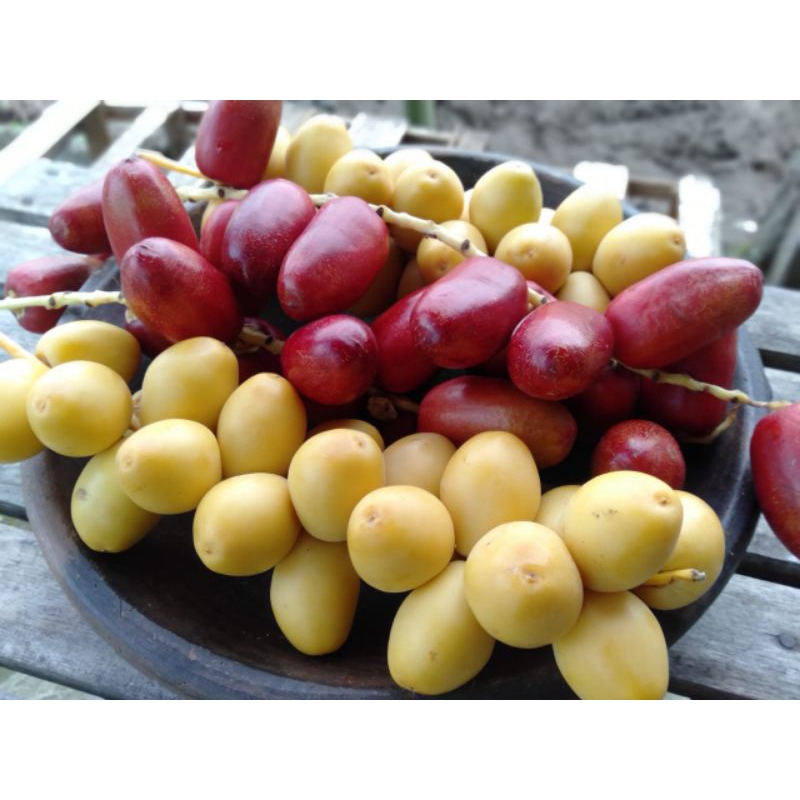 

kurma muda