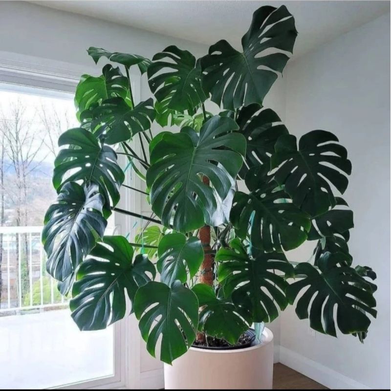 Tanaman Hias Monstera King Asli  - Pohon Monstera King