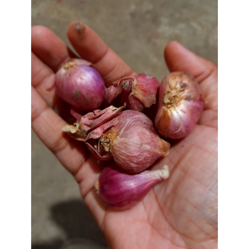 

Bawang Merah Jumbo