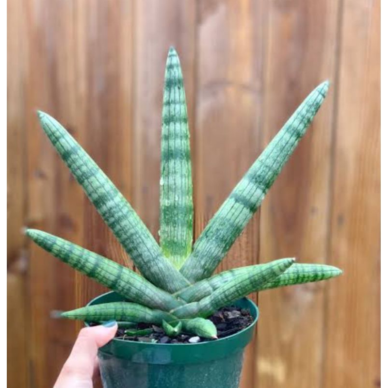 sansevieria boncel