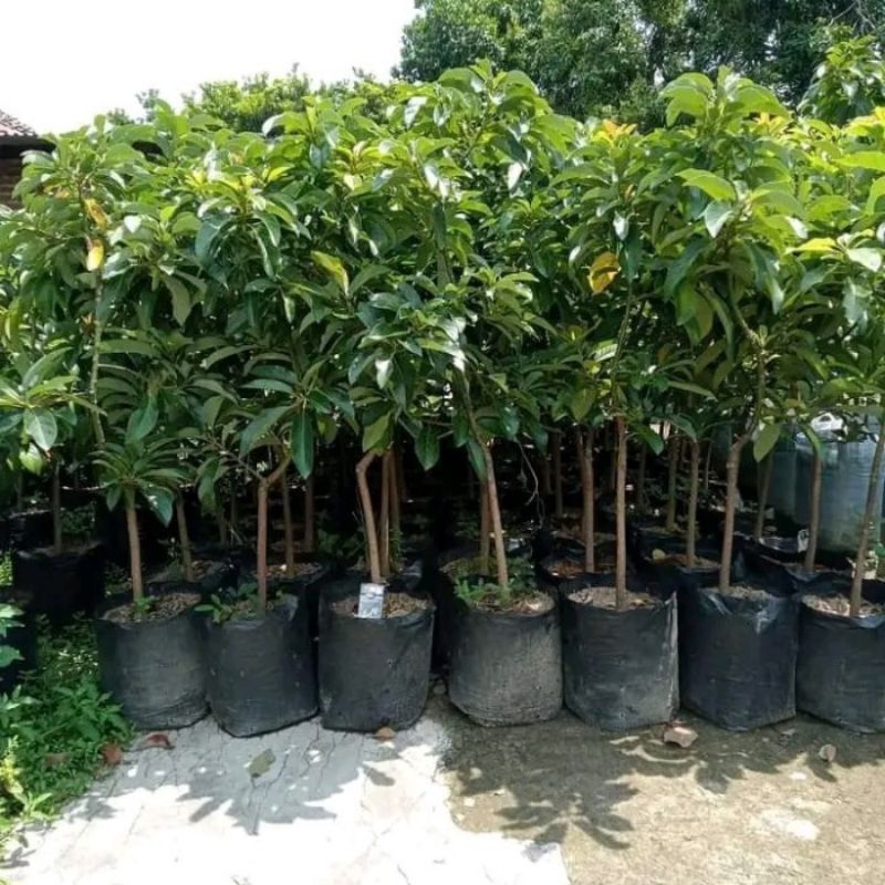 Bibit ALPUKAT ALIGATOR Tinggi 1 Meter