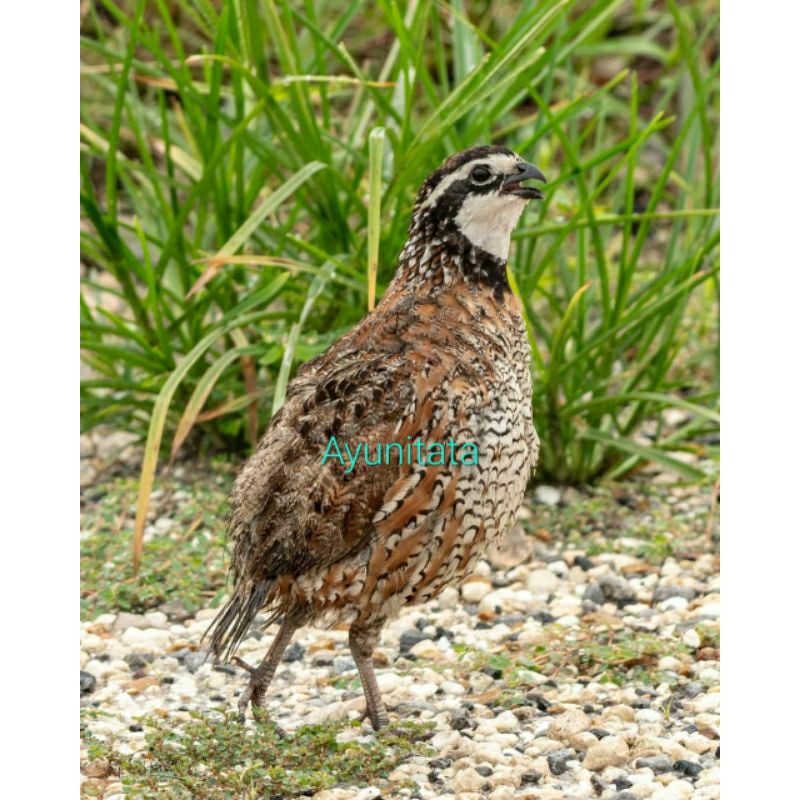 

Telur puyuh bobwhite Amerika untuk ditetaskan