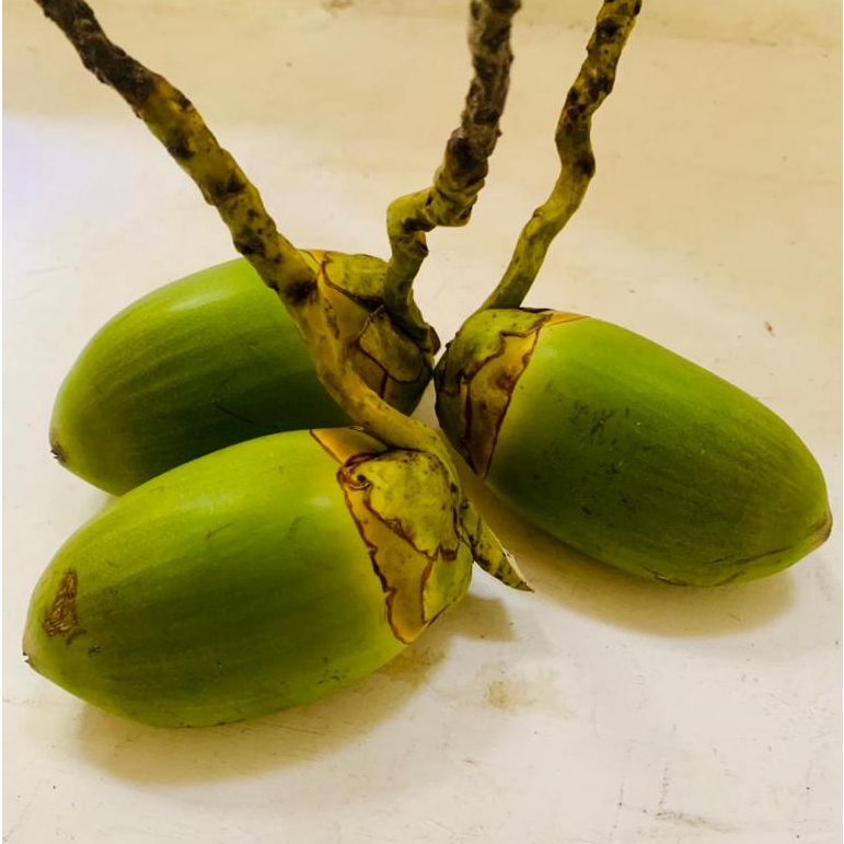 

Bluluk / Tembuluk Segar Penurun Kadar Gula Ukuran besar