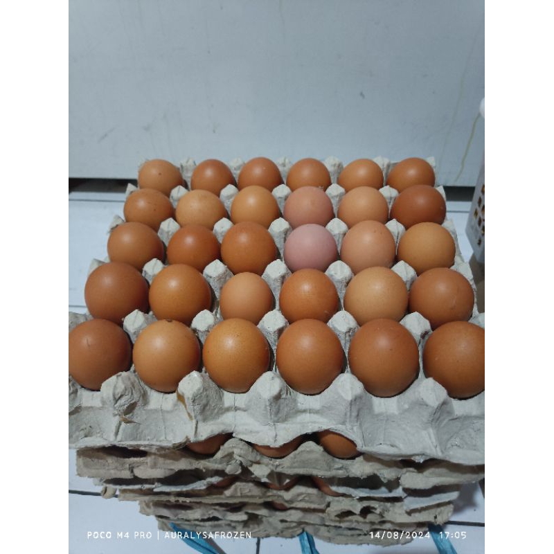 

TELUR OMEGA ±1KG