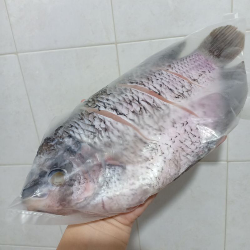 

Ikan Gurame Fresh Frozen Jual Mentah.