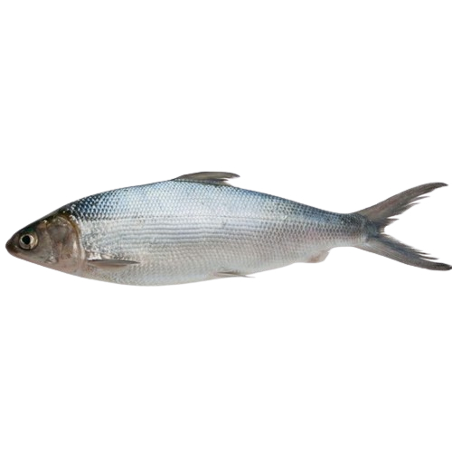 

Ikan Bandeng Fresh