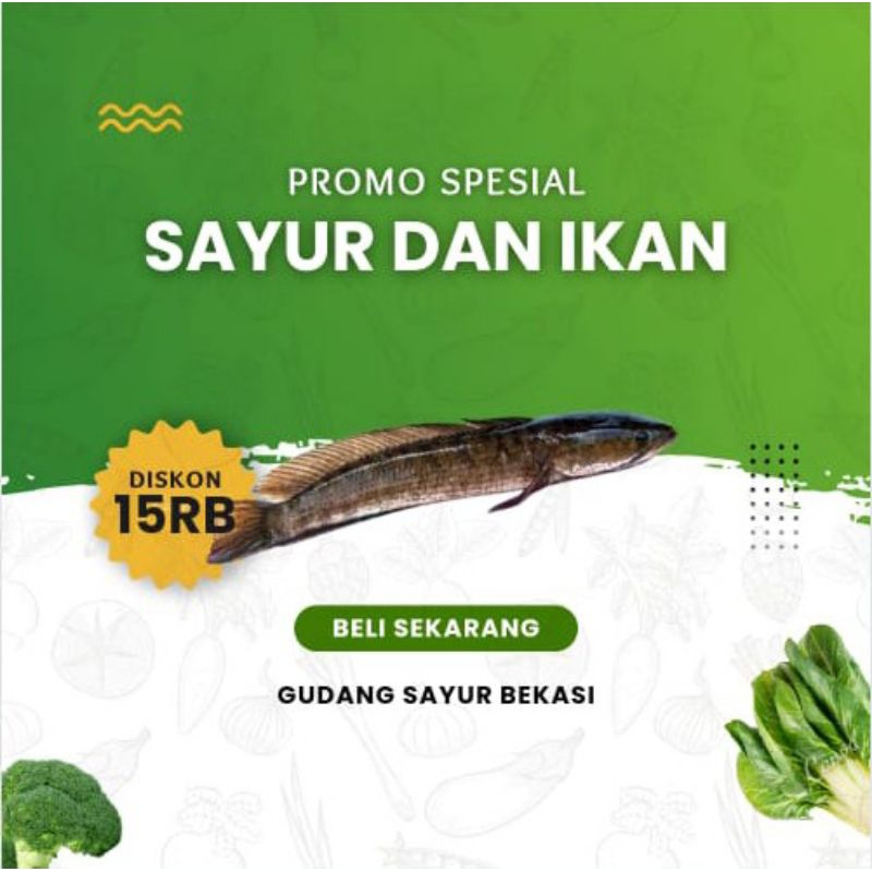 

Ikan Gabus Segar 500 gr