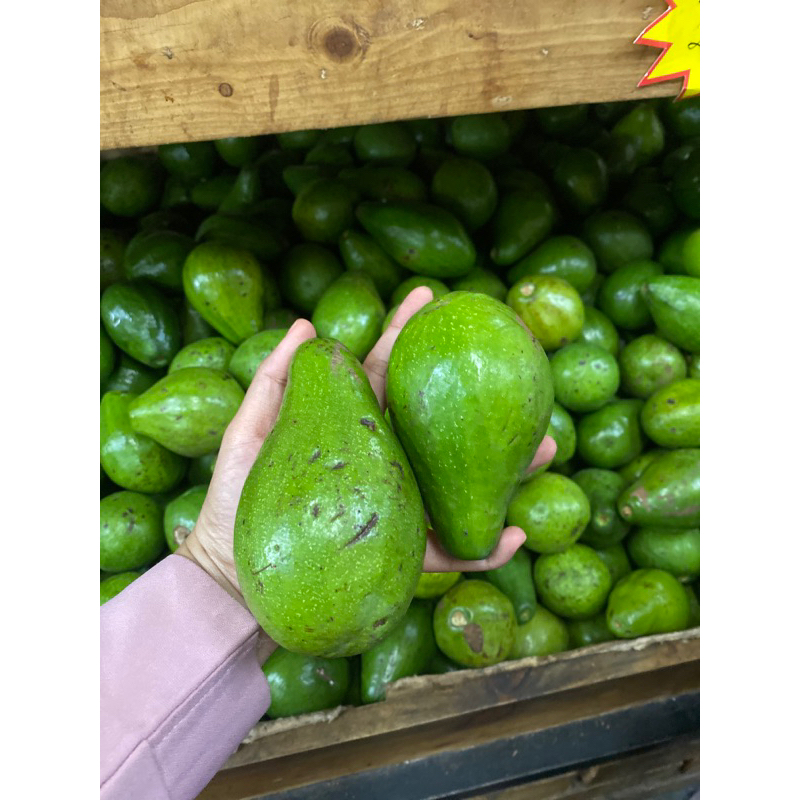 

Alpukat mentega lampung