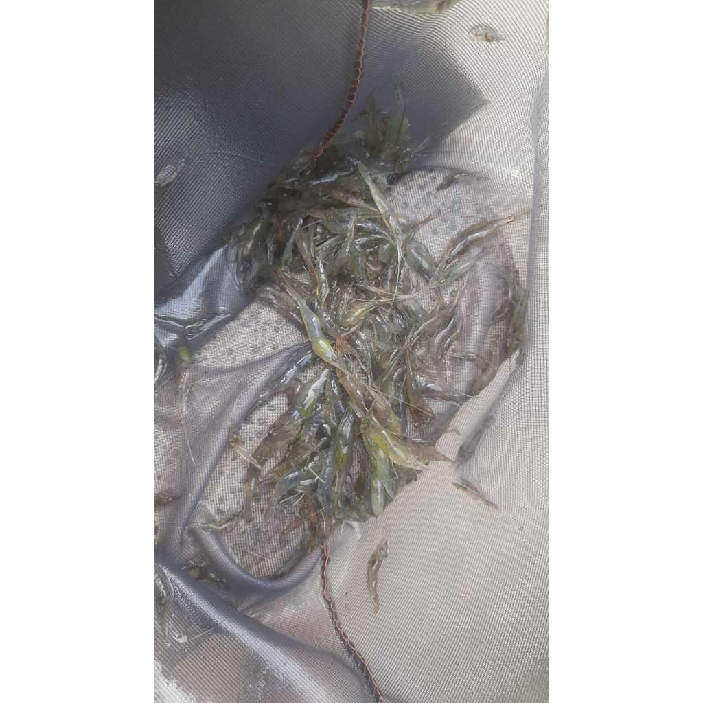 Udang hidup untuk pakan ikan udang sawah pakan ikan