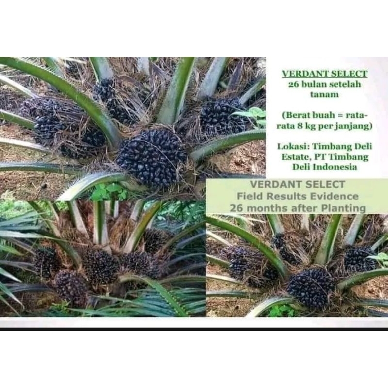 Benih Bibit Polong Sawit Unggul VERDANT SELECT pelepah Pendek