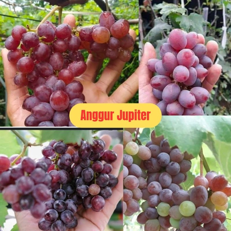 Anggur, Bibit Anggur Jupiter Asli, Bibit Anggur Jupiter, Bibit Anggur Jupiter Super