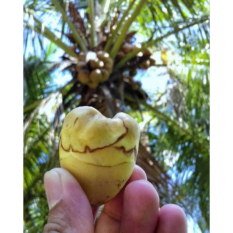 

Beluluk kelapa/kelapa kecil tembuluk organik untuk obat herbal