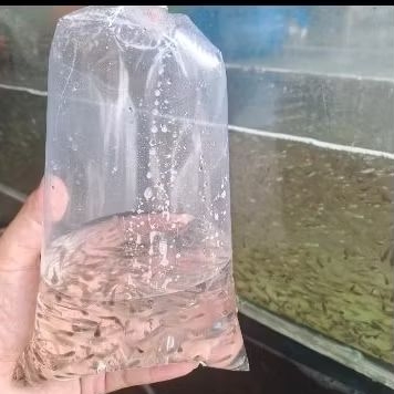 PAKAN IKAN PREDATOR / IKAN CERE
