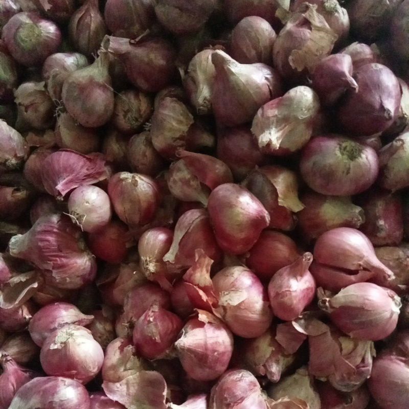 

Bawang Merah Terbaik Pilihan