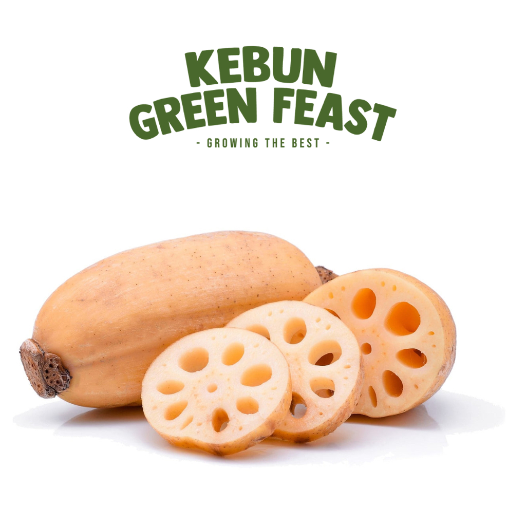 

Lotus Root Import - Akar Teratai Segar