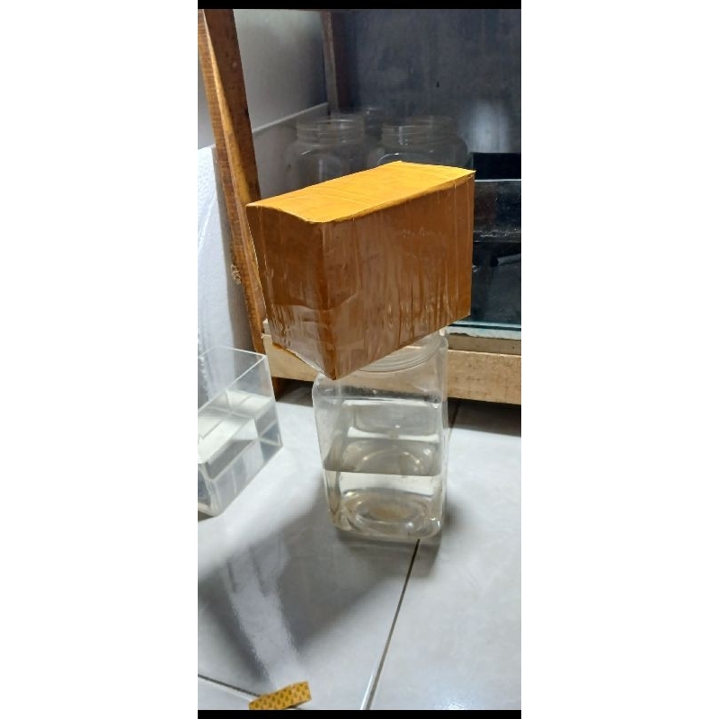 Obat Guppy afr ribbon 3psng