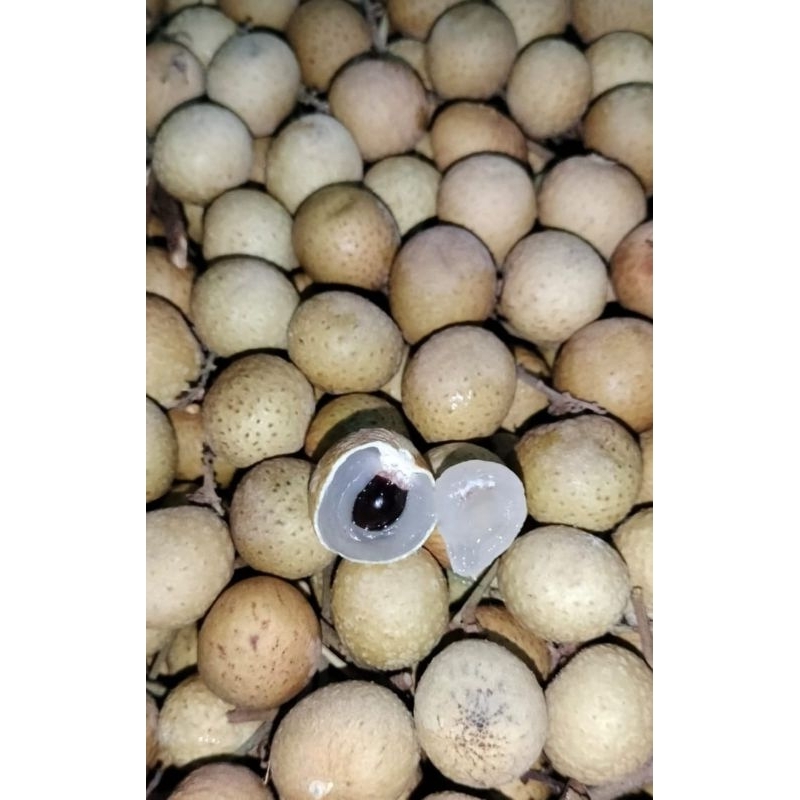 

buah lengkeng segar manis 1 kg