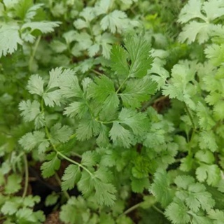 Bibit tanaman ketumbar  (Coriandrum sativum) - cilantro /daun ketumbar