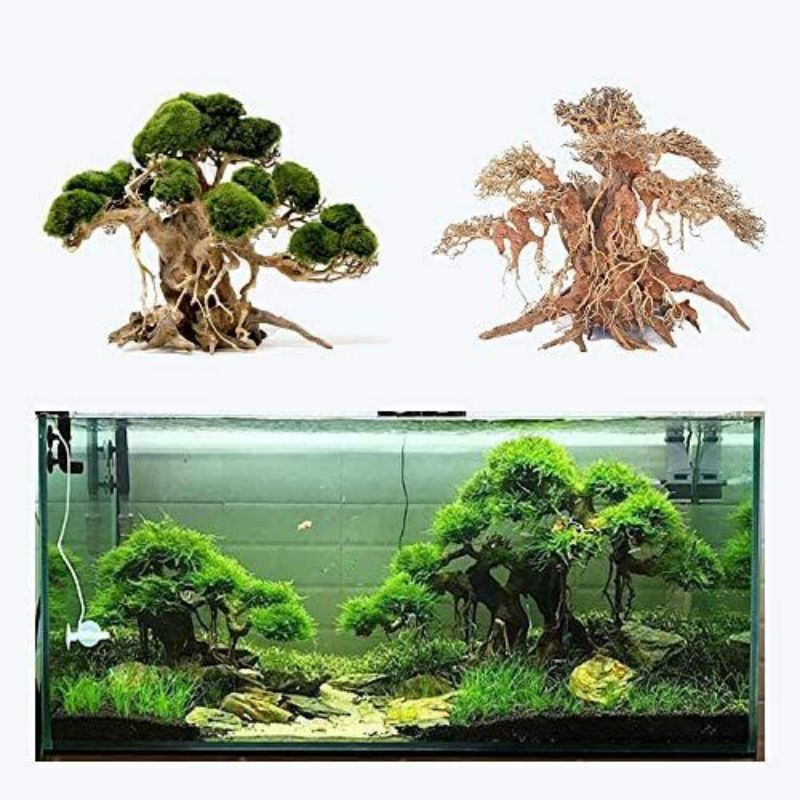 TANAMAN BONSAI HIDUP/HIASAN BONSAI AKUARIUM HIDUP