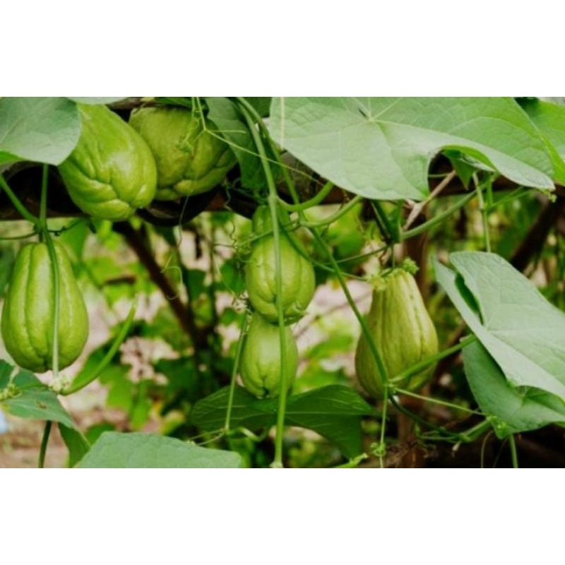 

LABU SIAM UKURAN SEDANG 500 gr