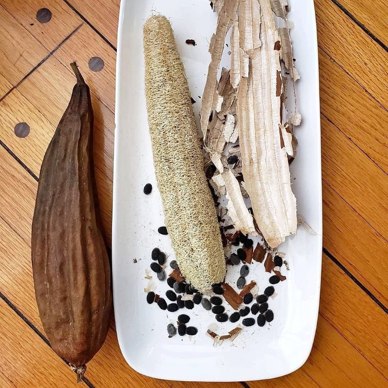 5 Biji Benih Oyong Blustru Loofah Bibit Sayuran Sponge