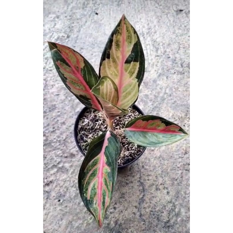 tanaman hias aglaonema aglonema crown of siam