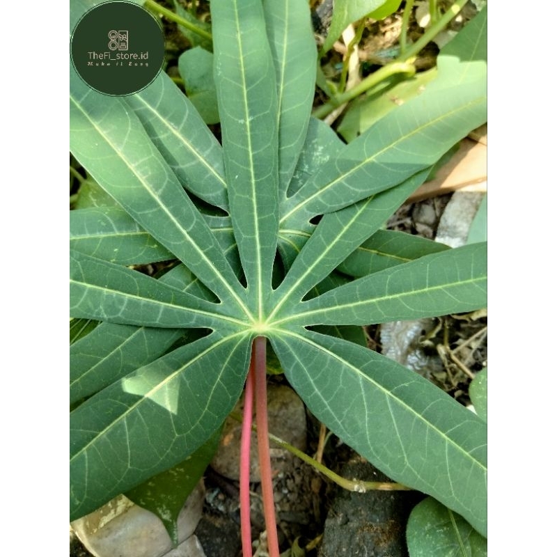 

Daun singkong / Cassava leaves 1 ikat 10 lembar