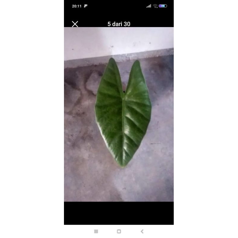 alocasia karpet sp sulawesi