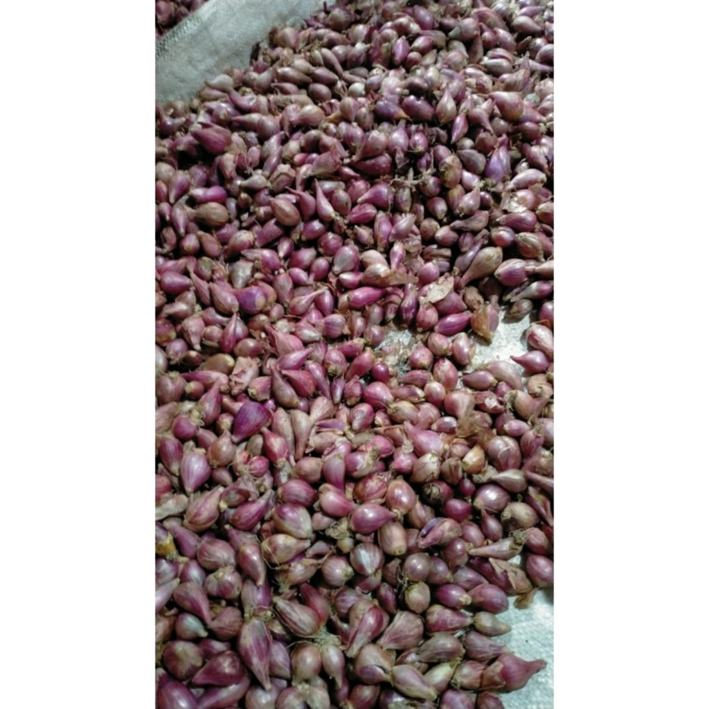 

Bawang Merah Brebes 500 Gram Segar Harum Masakan Lebih Nikmat
